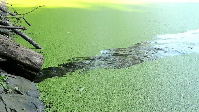 aquatic cyanobacteria on the lake - brook flows into the lake