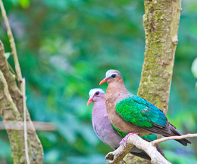 Emerald Dove