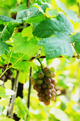 Grape