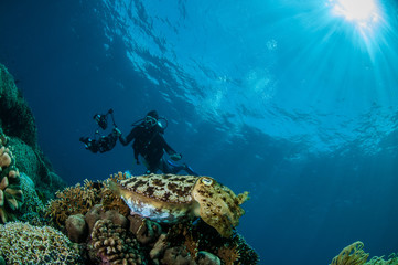 Broadclub cuttlefish Sepia latimanus in Gorontalo, Indonesia.