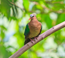 Emerald Dove