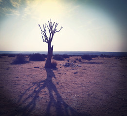 African tree