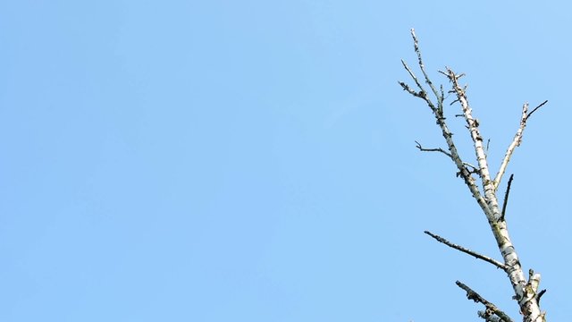 dry tree (branch) - blue sky