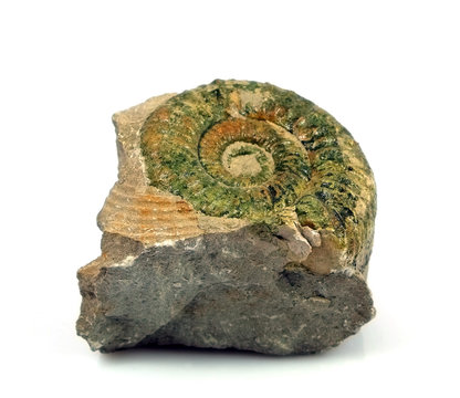 Ammoniten