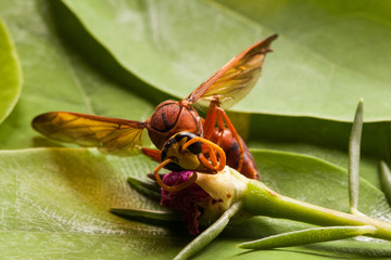 Naklejka premium Wasp insect.