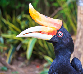 Great hornbill which has the forever love for its lover