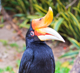Great hornbill which has the forever love for its lover © Photo Gallery