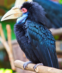 Great hornbill which has the forever love for its lover