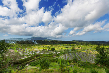 Rice terrace