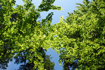 Laubblätter im Sonnenschein