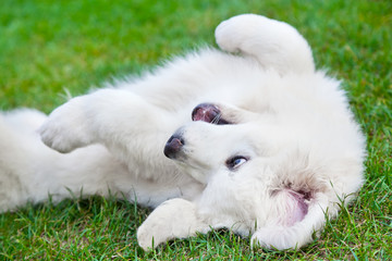 Cute white puppy dog playing on grass. Polish Tatra Sheepdog