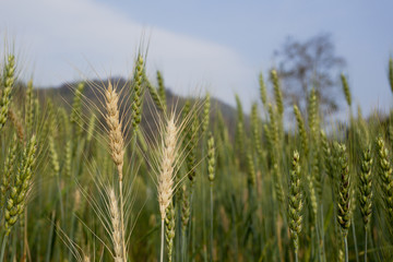 Wheat field in Chiang Mai, Thailand