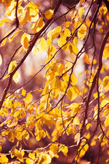 yellow leaves