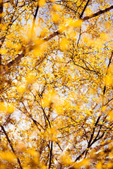 yellow leaves