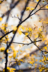 yellow leaves