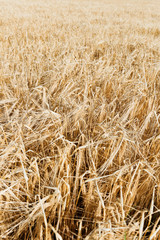 Wheat - Close up of a wheat field.