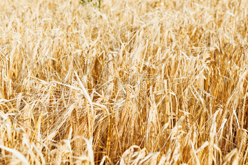 Wheat - Close up of a wheat field.