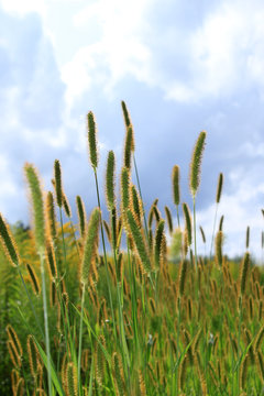 Wiesenfuchsschwanz
