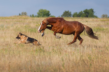 Dog and horse
