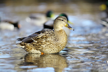mallard duck on the river