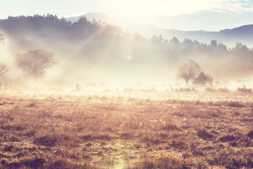 Fog on meadow