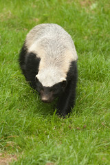 honey badger walking on grass 9095 - 68795690