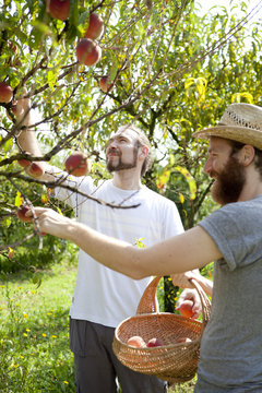 two young boys farmers that gathers peaches from the treet
