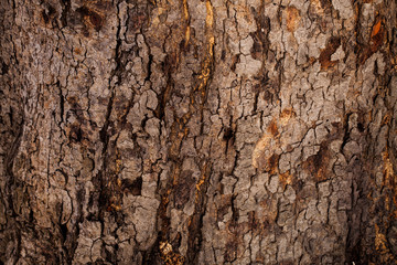 Tree bark texture.