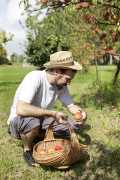 young boy farmer who gathers peaches from tree with straw basket