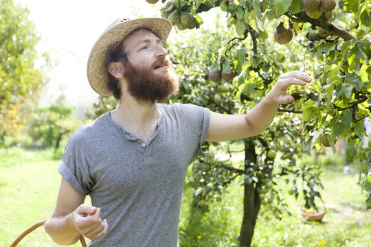young bearded boy farmer who gathers pears from tree