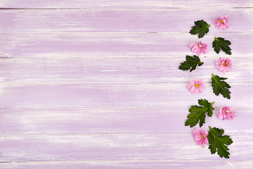 beautiful chrysanthemum flowers on purple wooden background