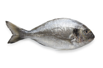 Dorado fish isolated on white background with path