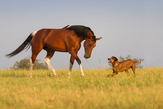 Beautiful american pinto mare trotting with dog