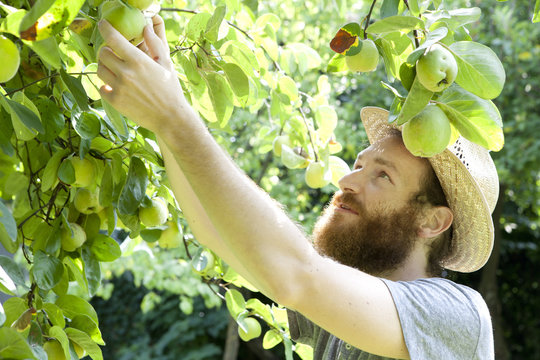 young bearded boy farmer who gathers pears from trees