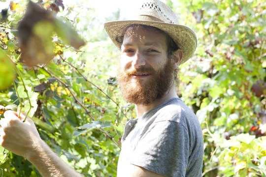 young hipster bearded smiling boy farmer working on vineyard