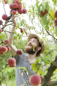 young bearded boy farmer who gathers peaches from the orchard