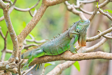 Green Iguana