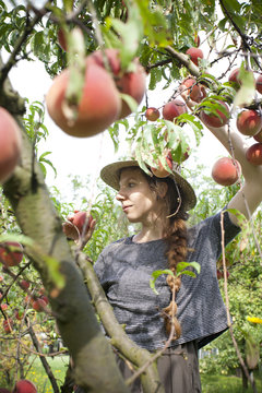 young farmer woman who gathers peaches from tree