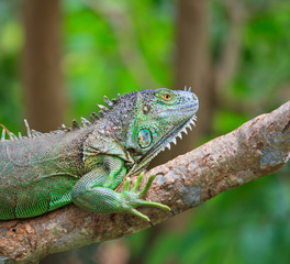 Green Iguana