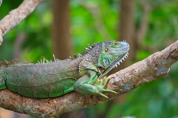Green Iguana
