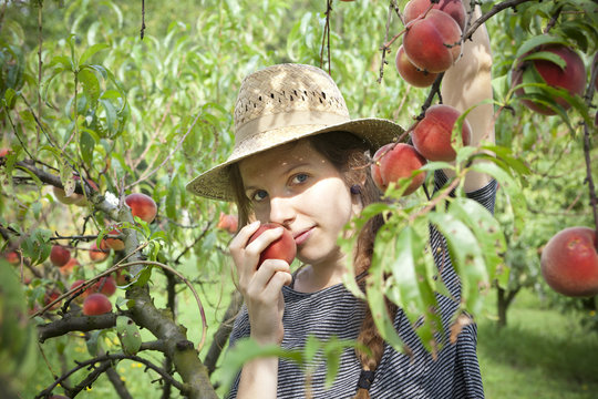 farmer woman who sniff a fresh peach from tree
