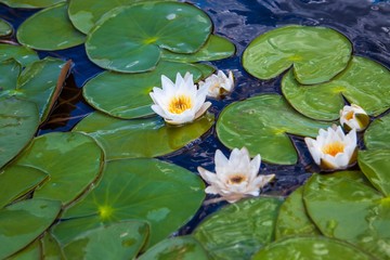 blooming white water lilies with green leaves