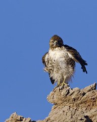 Young Hawk in Death Valley National Park
