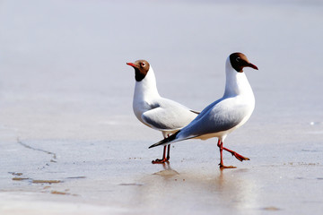 Black-headed Gull on the ice, wildlife
