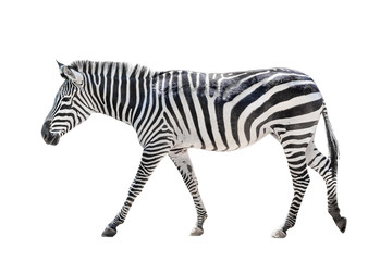 Zebra isolated on white