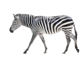 Gordijnen Zebra geïsoleerd op wit © pikoso.kz