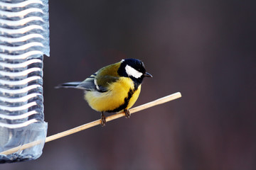 tit