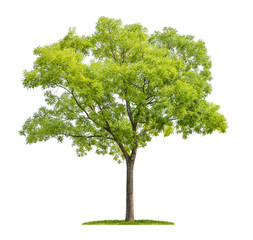 Naklejka premium freigestellter japanischer Schnurbaum vor weißem Hintergrund