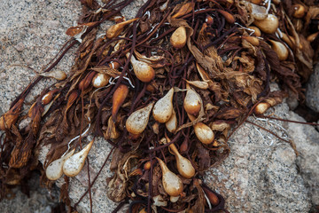 Dried Kelp on Rocky Coast