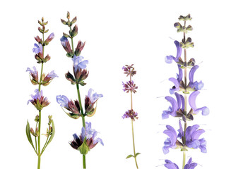 Different species of salvia (sage) isolated on white background